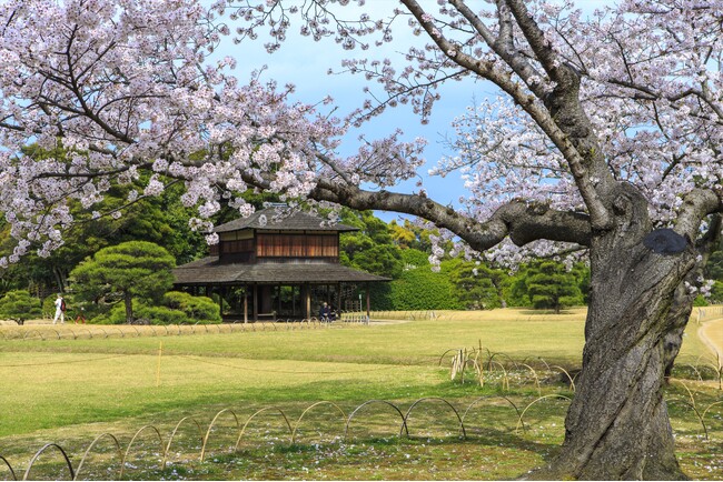2026年・岡山県の桜開花は3月27日予想！「日本さくら名所100選」の絶景から、海に映える隠れた名所まで