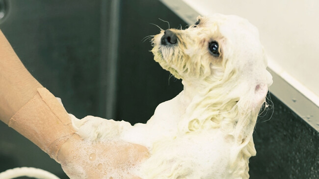 【1,054頭の調査で判明】犬も高齢になると「乾燥肌」が増加。67犬種の解析から見えた、シニア犬に必要な“スキンケア”の重要性