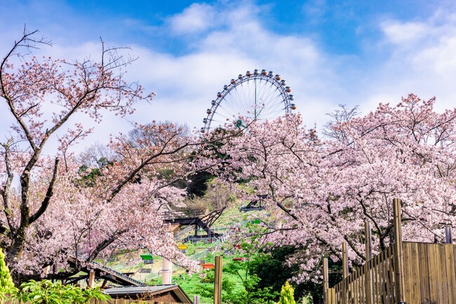 関東有数 2,500本の桜が咲き誇る「さがみ湖桜まつり」3/20(金・祝)~4/19(日)開催