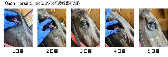 【 アニマル・ウェルネス × 再生医療 】競走馬の日常的な「洗眼習慣」に組み込む非手術治療法