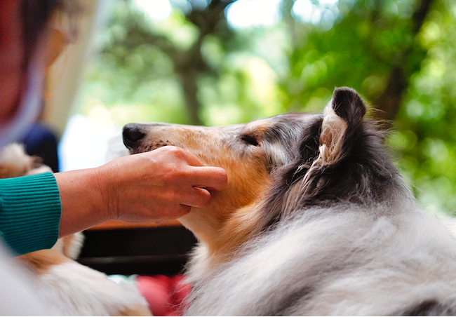 犬カフェ Maera（まいら）は今年12周年　読書犬活動の効果検証に向け新たな取り組み
