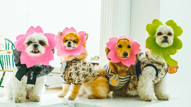 《イベントレポート》「卒業しても、ずっと仲間」愛犬との暮らしに寄り添うペットフードブランド『コノコトトモニ』がアンバサダー4期生・5期生の合同交流会を開催！【株式会社ゆずず】