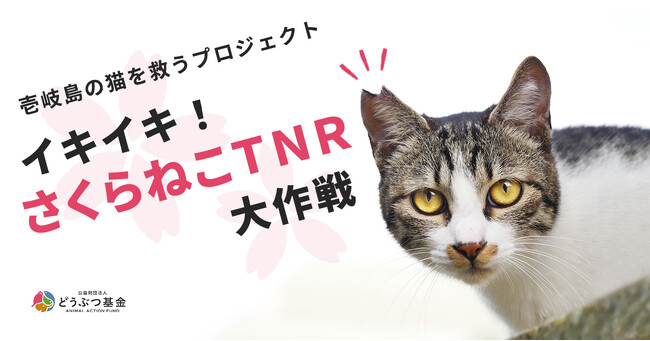 【取材のお願い】壱岐島の猫3,000頭を救うプロジェクトがついに終了。どうぶつ基金病院壱岐島、閉院式開催のお知らせ