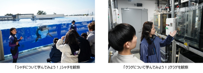 【神戸須磨シーワールド】シャチやクラゲについて学んでみよう！飼育員と楽しく学ぶ教育プログラム「生きものスマシースクール」 4月～6月に開催