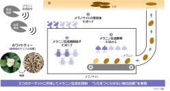 メラニン生成の初期段階に着目し、シミをつくらせない美白効果を実現