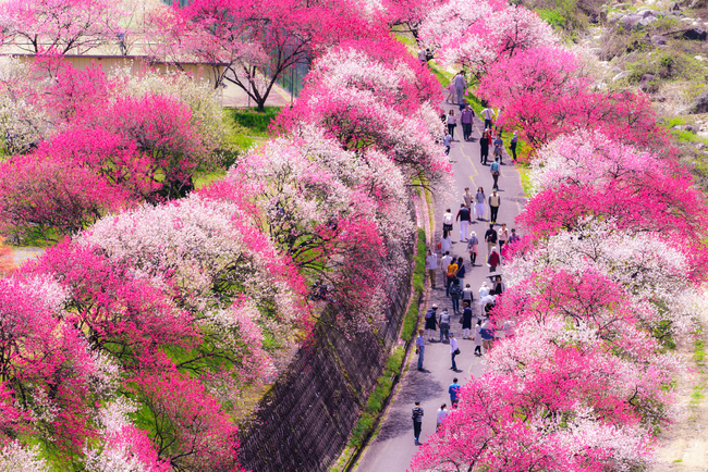 長野県阿智村　日本一の桃源郷　花桃まつり　2026年4月15日（水）から開催