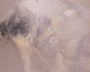 竹内浩一《幻花》平成16年(2004)　京都市美術館蔵