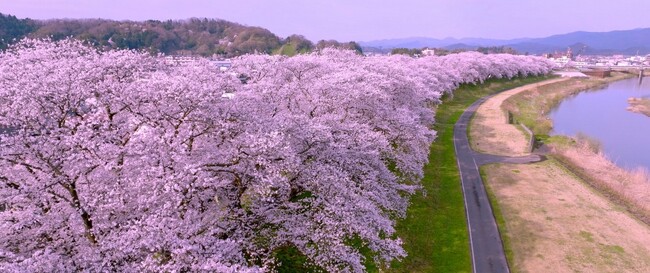 日本最大級！2.2kmのピンクの雲海！「第41回ふくい桜まつり」　　3月21日開幕！