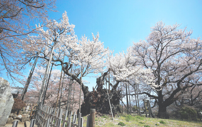 日本三大桜『山高神代桜』オンライン花見を3月27日開催決定。桜ドローンプロジェクトYouTube公式チャンネルでドローンライブ配信
