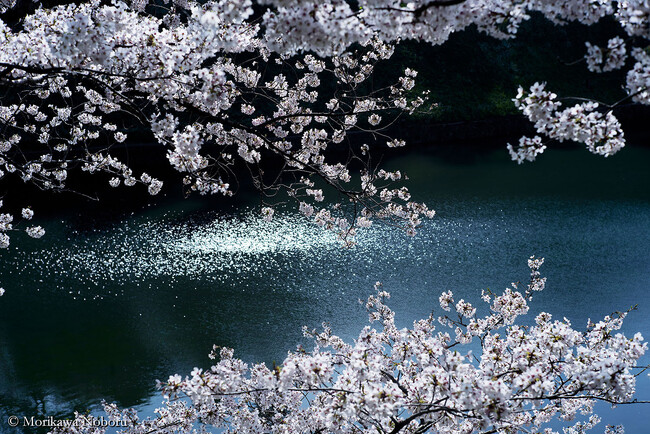 写真家 森川 昇が14年にわたって撮り続けてきた千鳥ヶ淵の豊かな表情、写真集『CHIDORIGAFUCHI』発刊
