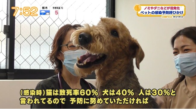 三鷹アニウェル動物病院、首都圏3局ネット『モーニングこんぱす』に出演。開院1周年を前に、「春のペット感染症予防」の重要性を提言。