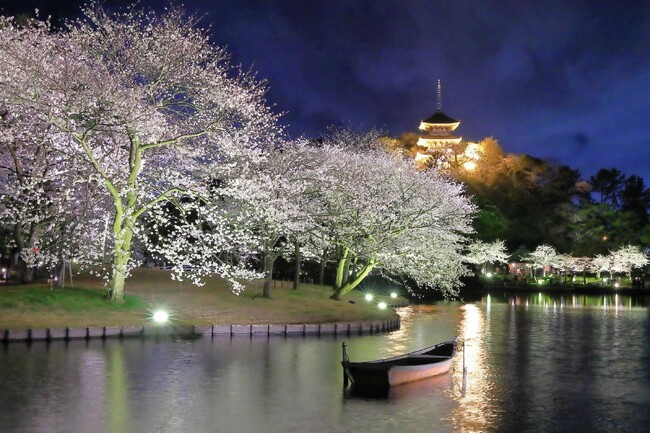 横浜・三溪園　「桜ライトアップ」開催