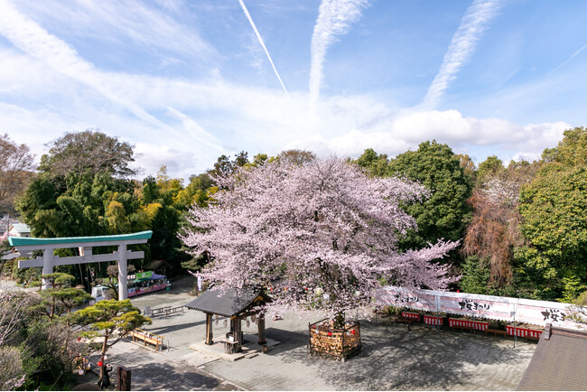 神奈川県一、約6.2km 700本の桜並木「はだの桜みち」と境内の巨大な名物ソメイヨシノ「良縁桜」が満開でお出迎え！出雲大社相模分祠「南はだの村 桜まつり」3月21日(土)より開催