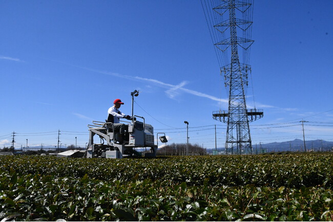【入間市】狭山茶の一番茶に向けた「春整枝（はるせいし）」作業を特別公開