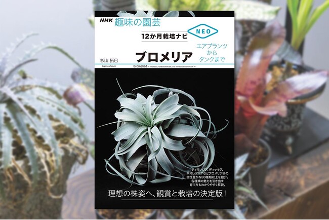 ブロメリアの見どころから育て方までを一挙伝授！『NHK趣味の園芸　12か月栽培ナビNEO ブロメリア』3月18日発売 ！