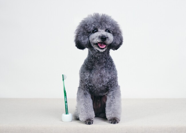 愛犬の健康寿命を支えるオーラルケアへ特許製法“ピラミッド形状”を犬用に最適化した〈犬用 奇跡の歯ブラシ〉新発売