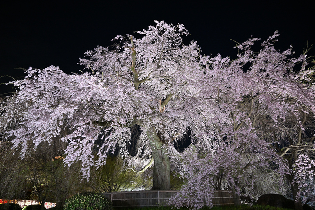 京都・祇園の夜を英語ガイドと巡る「KYOTO YOZAKURA tour」開催宿泊者限定、建仁寺～円山公園を歩く夜桜散策ツアー