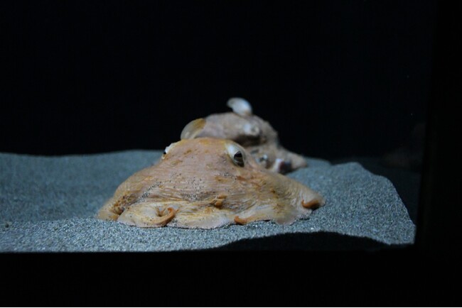 速報！＜メンダコ＞展示開始のお知らせ＊サンシャイン水族館 ゾクゾク深海生物2026