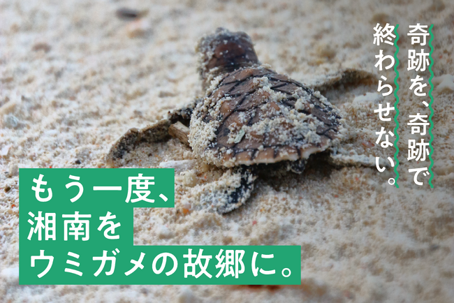 【もう一度、湘南をウミガメの故郷に】プラごみから生まれたプラモデル「RePLAMO」クラウドファンディング開始