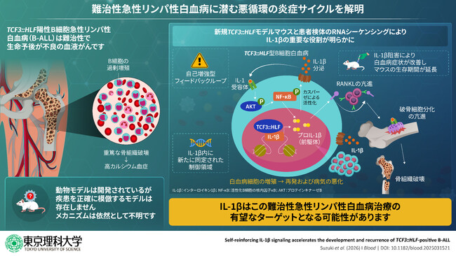 難治性急性リンパ性白血病、悪化の鍵を握る因子を特定 ～病気の進行と骨破壊を引き起こす分子メカニズムを発見、新たな治療法開発へ光～
