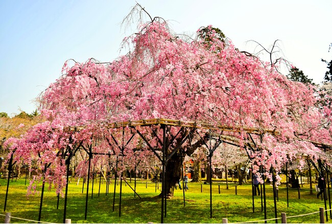 「京都の四季を味わう神山湧水珈琲会」～桜香る 春のカフェ体験～ を開催