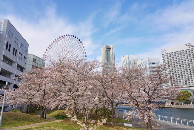 【3月29日頃満開予想】横浜・みなとみらいの桜が見頃ランドマーク×観覧車×桜の絶景ポイント
