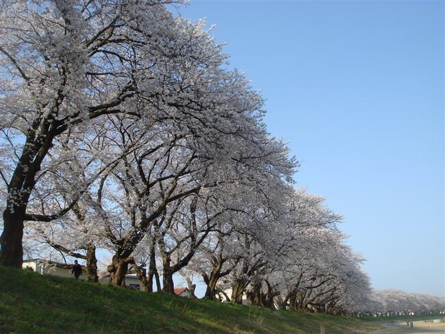 【福井県福井市】ふくいに春を告げる2つの桜「第41回ふくい桜まつり」と「ふくい桜マラソン2026」開催。