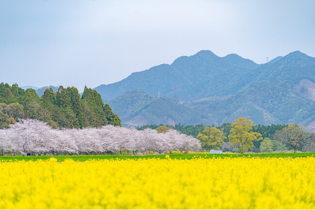 「日本のひなた」宮崎に花の季節到来！2026年の春に行きたい宮崎イベントをご紹介