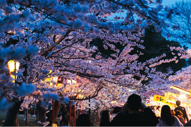 1,000本の桜が紡ぐ、春の幻想夜「日岡山公園」ぼんぼりライトアップが3月20日より開催