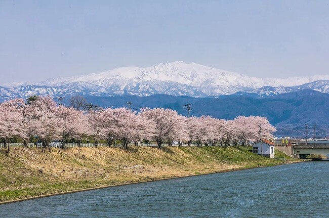 加賀・山中温泉に咲く【3000本の桜めぐり】マップ、ガソリン券or館内利用券2000円分、春の旬「桜鯛」プレゼント