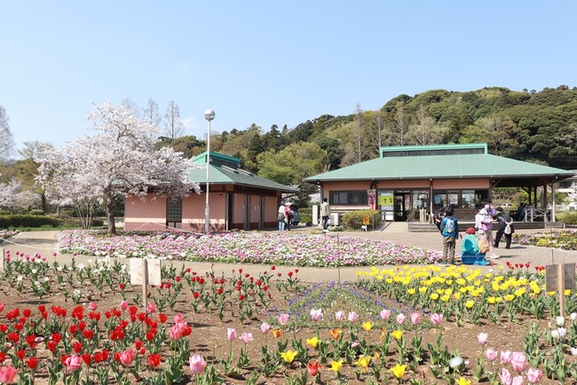 【千葉/袖ケ浦】袖ケ浦公園に春がやってくる！「第３６回袖ケ浦公園まつり」を開催します！