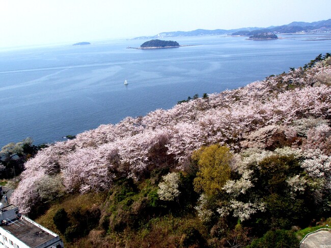 三河湾360度の大パノラマに、春が咲く。天下の絶景ホテル東海園「桜ウィーク」3/20～4/5開催