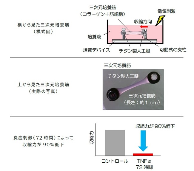神戸学院大学×大阪工業大学　炎症が筋力を弱める仕組みの一端を明らかに