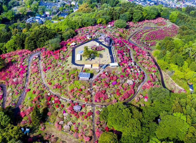 今年の春は笠間へ！花旅「あたご山桜まつり」と「笠間つつじまつり」