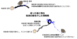貝たちが繰り広げる情報戦―這った跡を使った捕食者と被食者の戦い―