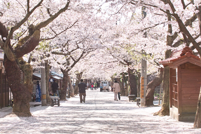 休暇村蒜山高原では、宿泊者限定で桜の名所にご案内するサービスを4月1日より開始します　～新庄村がいせん桜や茅部神社の桜並木をお楽しみください～