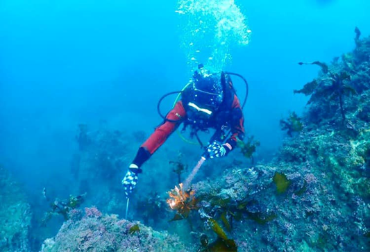 Jブルークレジットの公募開始！~横須賀みんなの海プロジェクト「海の幸を守る、育む、つなげる」~