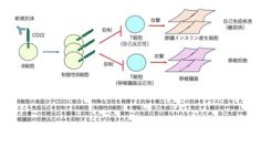 【日本大学】必要な免疫を残し、有害な免疫だけを狙い撃つ新治療法～動物実験で有効性を実証 日大歯学部など～