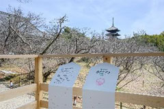 住友林業「桜のたすき」プロジェクトを発足～老齢化や環境変化により衰弱が進む桜を組織培養（クローン）技術で次世代へ継承～