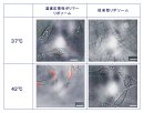 (図2)