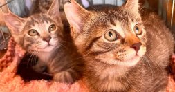 さくらみみの「猫耳イラストコンテスト」、大阪さくらねこの会へ寄付　イラスト応募487作品・投票5,125票から生まれた支援金99,950円