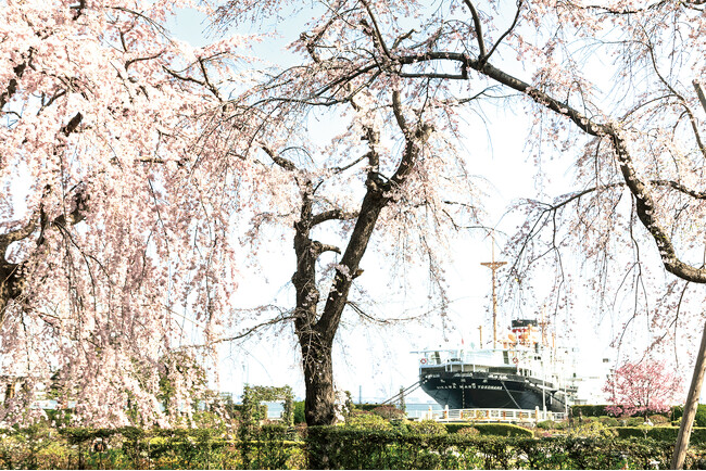 【今週末3/29-30が絶好機】横浜・みなとみらいの桜が満開　ランドマーク×観覧車×桜の絶景ポイント＜3月28日（土）29日（日）にイベント開催＞