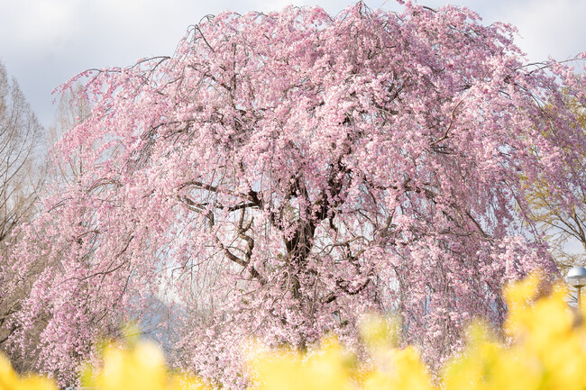【リニューアル後初の春】ぐんまフラワーパークプラス「サクラウィーク」初開催。珍しい緑の桜、自分で摘んで作る桜ブーケ、地元和菓子のマルシェなど“体験型お花見”を提案。赤城南面千本桜との地域連携コラボも。
