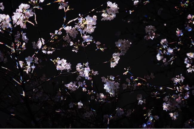桜の新作を初公開、「チームラボ ボタニカルガーデン 大阪」。桜が春の夜に結晶が浮かび上がるように輝く作品《桜の結晶と桜の幽体》、4月12日(日)まで公開予定。