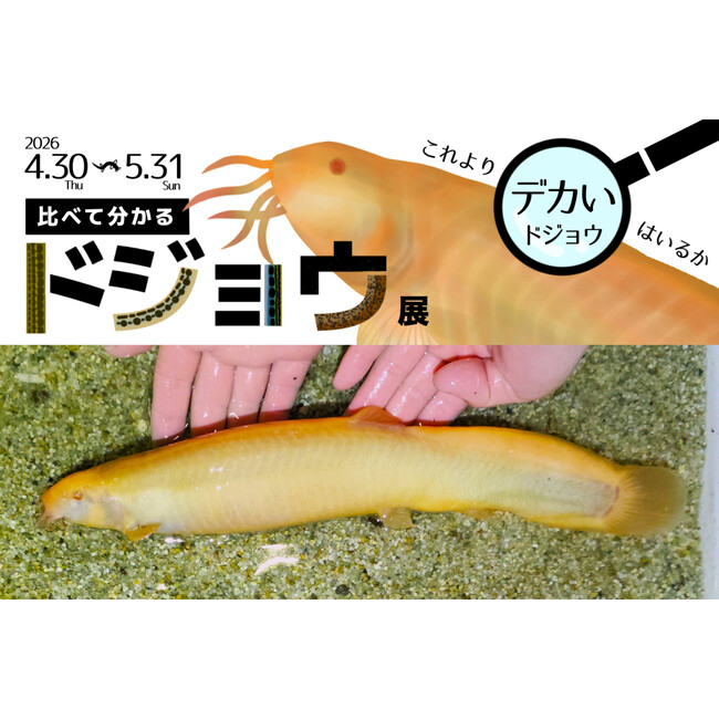 水族館アトアに前代未聞の巨大ドジョウ！？ 比べて分かるドジョウ展を開催します！特別企画 「挑戦者求む！デカいドジョウ No.1 を探せ」