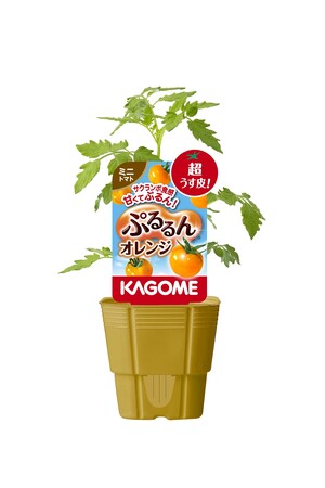 カゴメオリジナル品種家庭園芸用苗（2026年シーズン）の販売開始