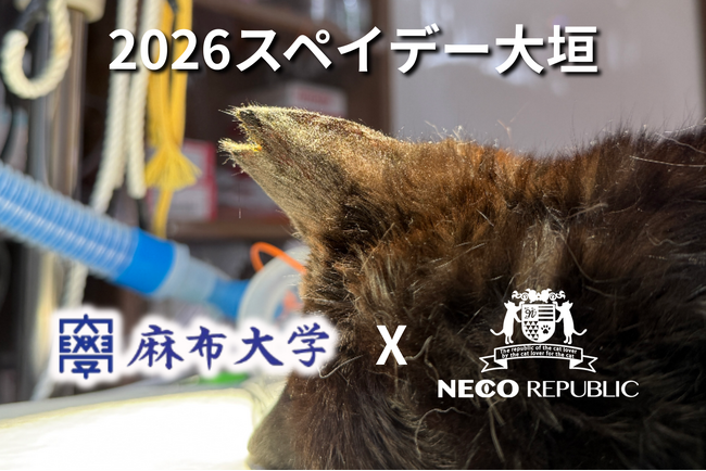 【全額無料】1匹の猫が1年で80匹に…。多頭飼育崩壊を防ぐため、ネコリパブリック×麻布大学が連携し、岐阜県大垣市で「2026スペイデー大垣」を3月30日・31日に開催！