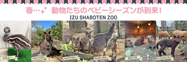 春は動物たちのベビーラッシュの季節！伊豆シャボテン動物公園で、エミュー・ワラビー・カンガルー・カピバラ・マンクスロフタン（羊）の赤ちゃんが誕生！