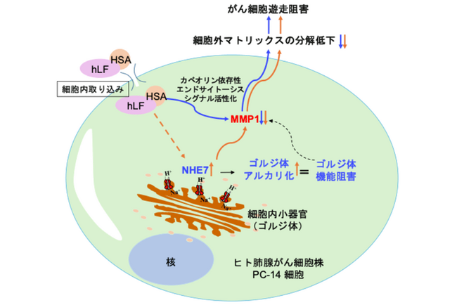 ヒトラクトフェリン/ヒト血清アルブミン融合タンパク質は、 がん細胞のゴルジ体pH恒常性を破綻させることで、 がん転移に関係する細胞遊走を強力に抑制する