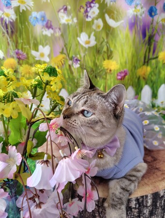 いなばペットフード　わんちゃん・猫ちゃんとの「お花見」シーン 2026年4月カレンダー画像を公開中！